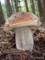 grzybnia prawdziwka