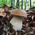 borowik królewski grzybnia