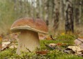 grzybnia borowika