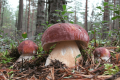 borowik grzybnia