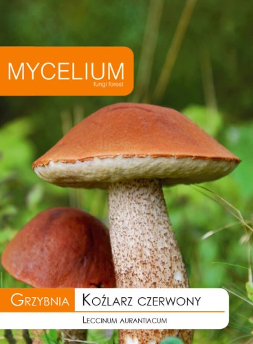 grzybnia koźlarz czerwony