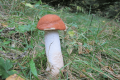 koźlak czerwony