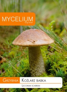 Grzybnia Koźlarz babka