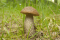 grzybnia koźlarz