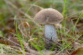 grzybnia koźlaka