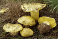 grzybnia gąski uprawa