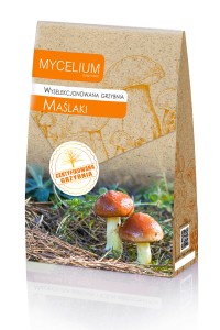 Wyselekcjonowana grzybnia MAŚLAKI