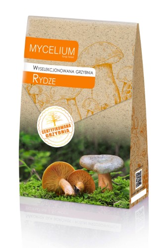 grzybnia rydze