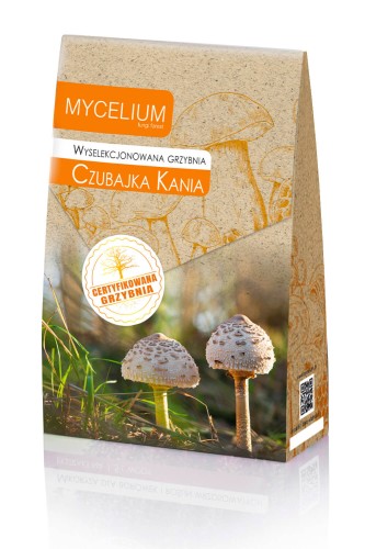 Grzybnia czubajka kania