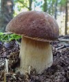 grzybnia_borowik_usiatkowany