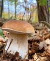 grzybnia_borowik_szlachetny