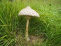 grzybnia_kania
