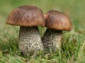 grzybnia_koźlarz_babka