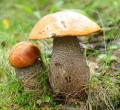grzybnia_koźlarz_pomarańczowy