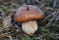grzybnia_maślaka