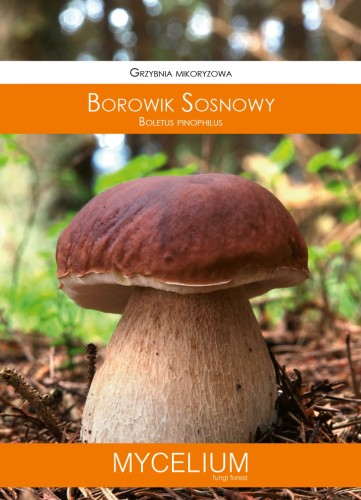 grzybnia borowik sosnowy