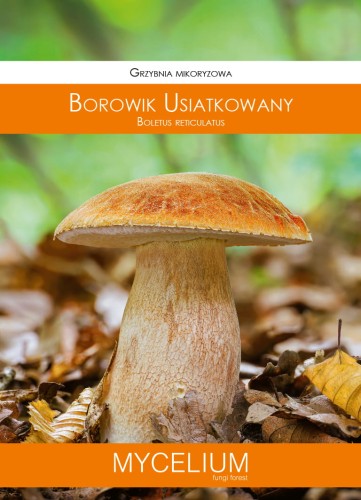 grzybnia borowik usiatkowany