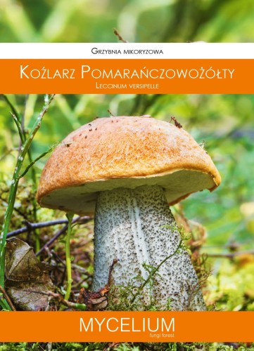 Grzybnia koźlarz pomarańczowy