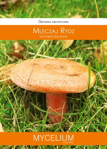 grzybnia mleczaj rydz