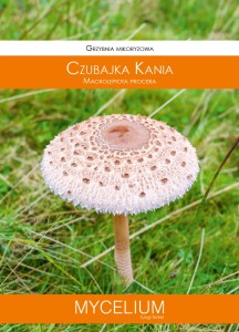 Grzybnia mikoryzowa Czubajka kania 60ml