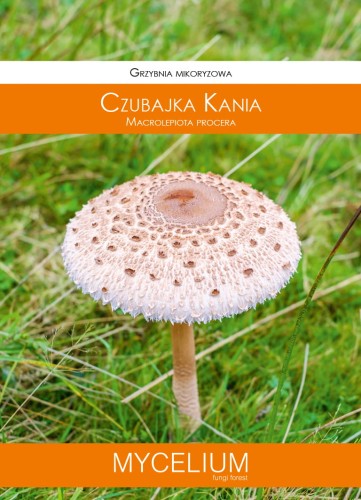 grzybnia czubajka kania