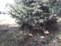 grzybnia kurka