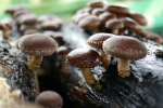 Twardnik japoński Shiitake ( kołki 20 szt.)