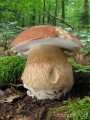 grzybnia prawdziwka