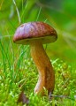 hodowla podgrzybka