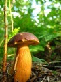 gruby podgrzybek