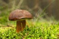 grzybnia podgrzybka brunatnego