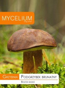 Grzybnia Podgrzybek brunatny
