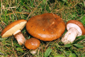 grzybnia maślaków