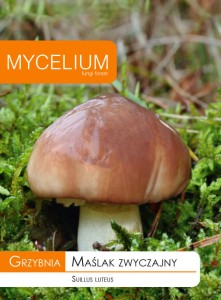 Grzybnia  Maślak zwyczajny