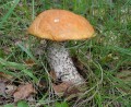 samotny koźlarz