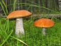 koźlarze pomarańczowe w trawie