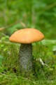 koźlarz grzyb