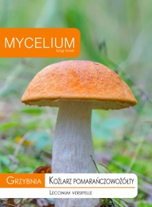 Grzybnia Koźlarz pomarańczowożółty