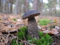 grzybnia koźlarza czarnego